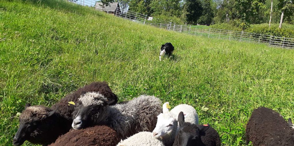 Karjakoer bordercollie karja ajamas
